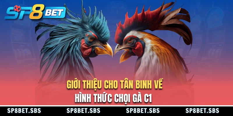 Giới thiệu loại hình chọi gà C1