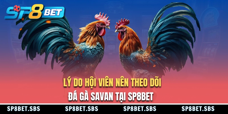 Lợi ích khi theo dõi trường gà Savan tại SP8BET