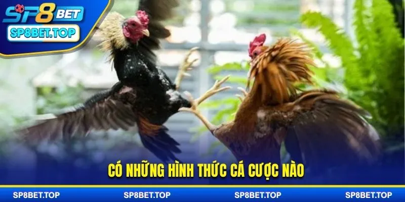 Các loại hình cược đá gà cựa dao phổ biến hiện nay
