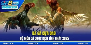 Đá gà cựa dao