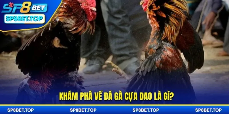 Tìm hiểu về loại hình đá gà cựa dao