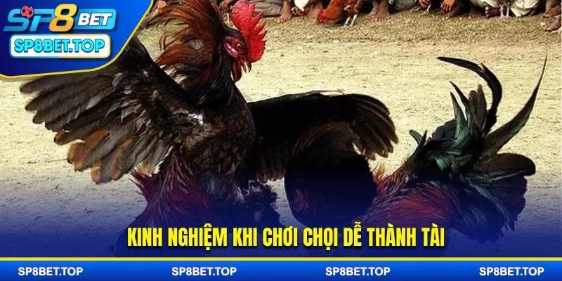 Kinh nghiệm cá cược đá gà cựa dao từ cao thủ